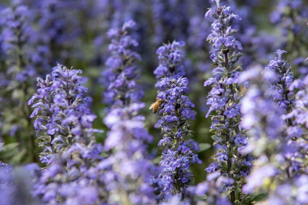 Bugleweed for hyperthyroidism natural herbal remedy